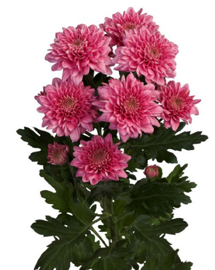 Spray Chrysanthemum Journey pink 60 A1 SHALIMAR FLOWERS (KENYA) LTD KE buy wholesale on M-Flowers