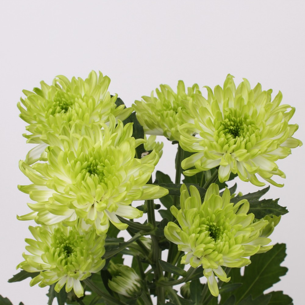 Spray Chrysanthemum Zembla Lime green 70 A1 GOLDEN TULIP FARMS LTD Kenya buy wholesale on M-Flowers