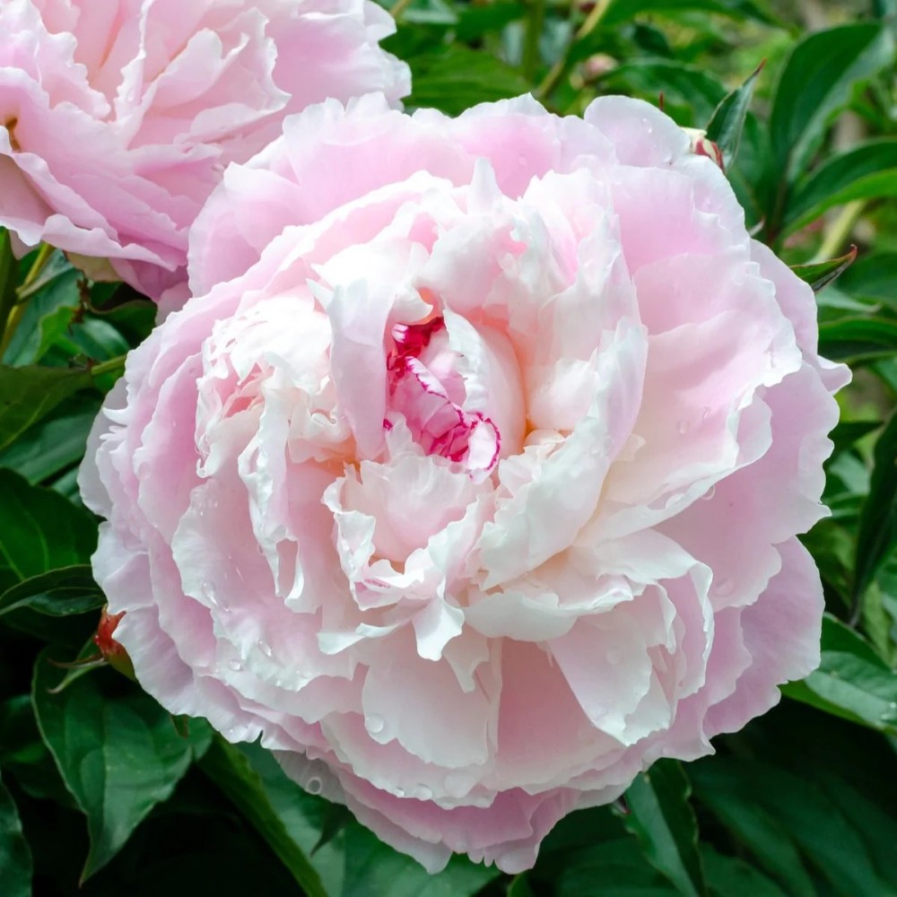 Peonies SHIRLY TEMPLE 60 A1 My Peony NL comprar al por mayor en M-Flowers