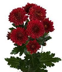 Spray Chrysanthemum Isabel 70 A1 GOLDEN TULIP FARMS LTD KE buy wholesale on M-Flowers