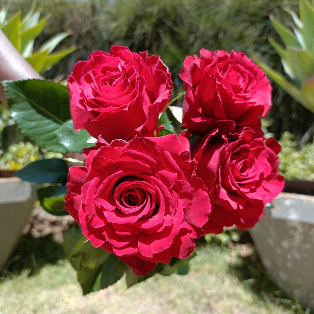 Rose Red Robin red 80 A1 PRIMAROSA FLOWERS LTD Kenya buy wholesale on M-Flowers