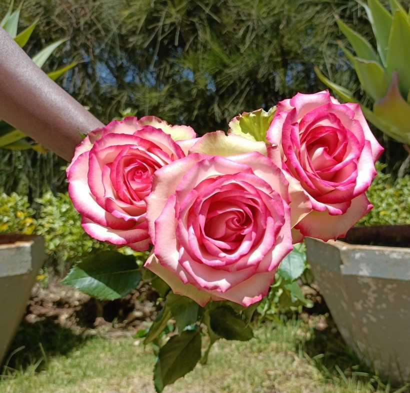 Rose Glow Pink multicolor 80 A1 PRIMAROSA FLOWERS LTD Kenya buy wholesale on M-Flowers