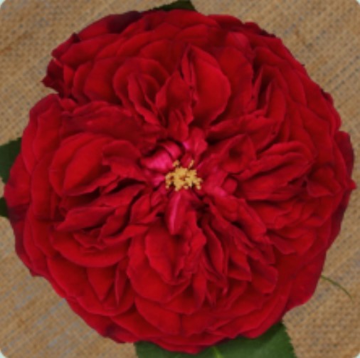 Garden Rose Tess David Austin 50 A1 TAMBUZI LTD KE comprar al por mayor en M-Flowers