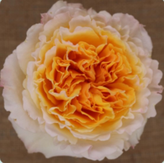 Garden Rose Beatrice David Austin multicolor 50 A1 Tambuzi Limited Kenya buy wholesale on M-Flowers