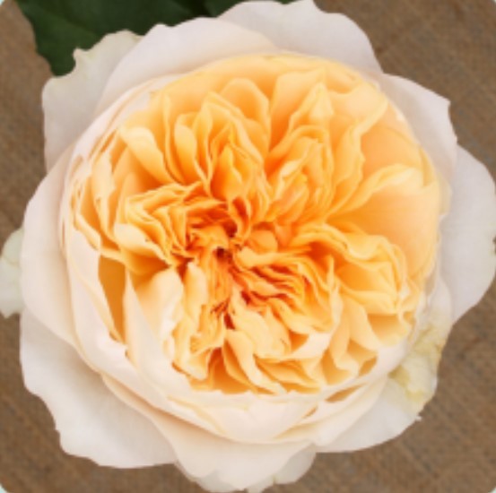 Garden Rose Effie David Austin peach 50 A1 Tambuzi Limited Kenya buy wholesale on M-Flowers