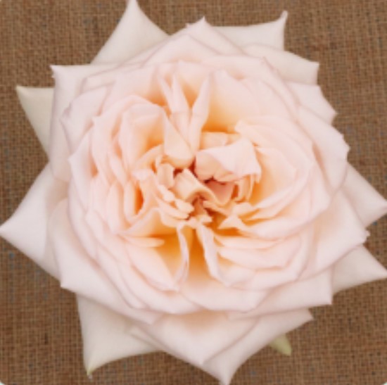 Garden Rose Princess Maya 50 A1 TAMBUZI LTD KE comprar al por mayor en M-Flowers