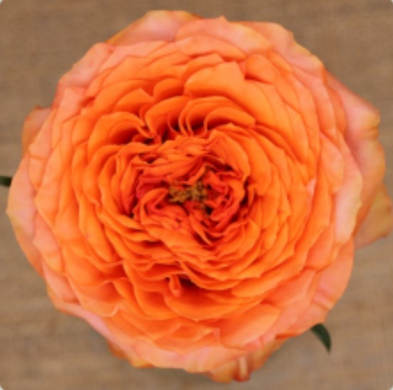 Garden Rose Orbit orange 50 A1 Tambuzi Limited Kenya comprar al por mayor en M-Flowers