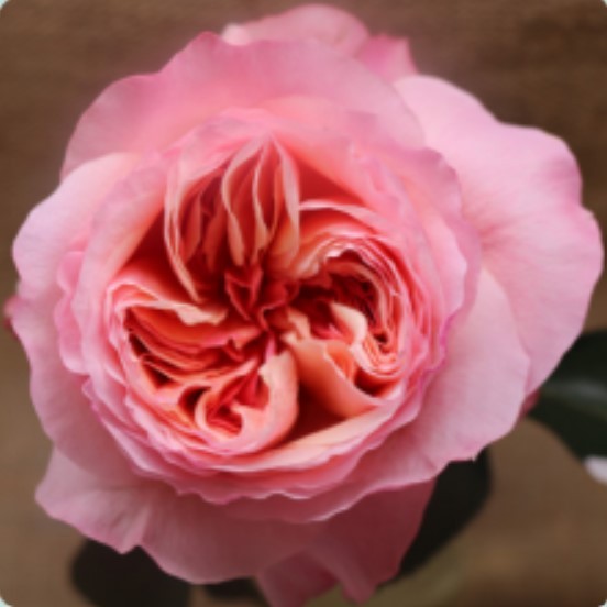 Garden Rose Victorian Secret 50 A1 TAMBUZI LTD KE comprar al por mayor en M-Flowers