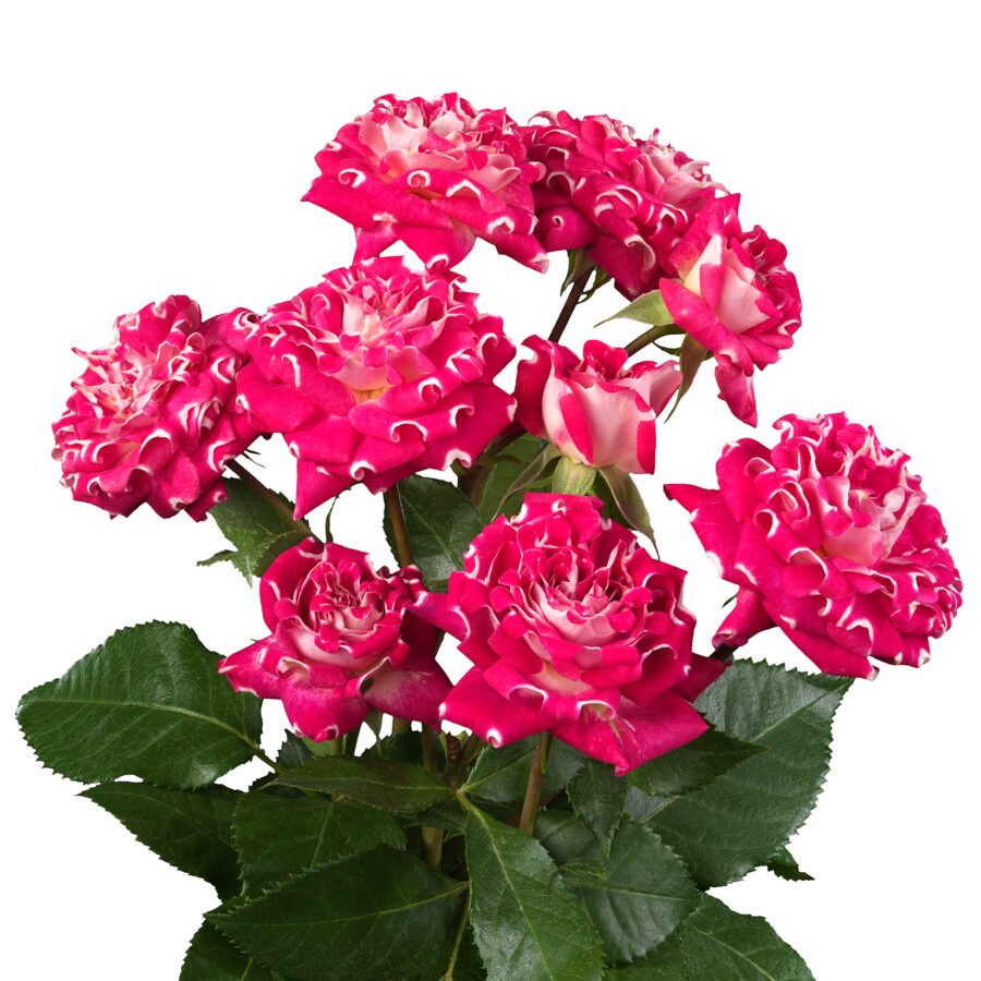 Garden Spray Rose Wishful dark-pink 50 A1 Garden Spray Rose Wishful 50 A1 TAMBUZI LTD KE buy wholesale on M-Flowers