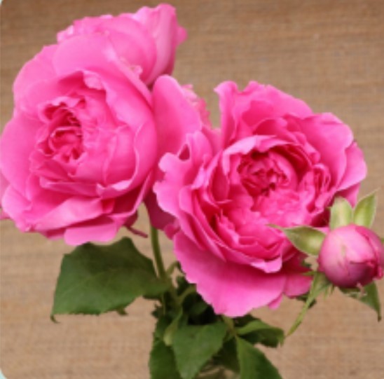 Spray roses Princess Meiko 50 A1 TAMBUZI LTD KE comprar al por mayor en M-Flowers