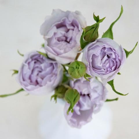 Spray roses Evelasting Lavender 50 A1 TAMBUZI LTD KE comprar al por mayor en M-Flowers