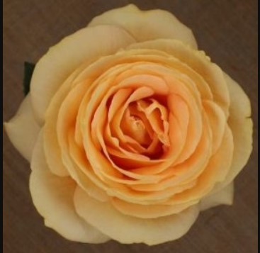 Garden Rose Apricot Swril peach 50 A1 Tambuzi Limited Kenya buy wholesale on M-Flowers