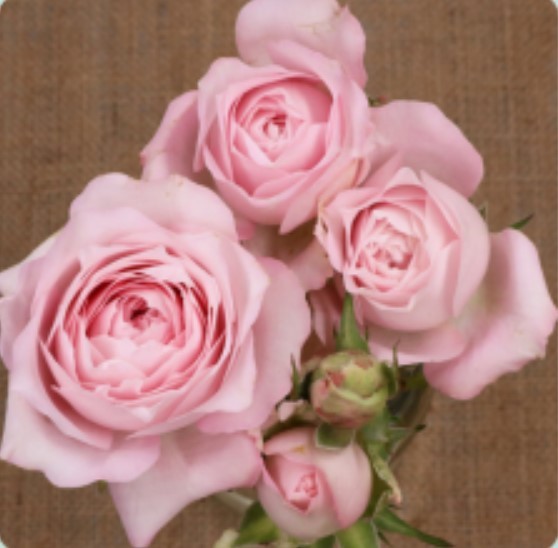 Spray roses Princess Fairy Kiss Pink 50 A1 TAMBUZI LTD KE comprar al por mayor en M-Flowers