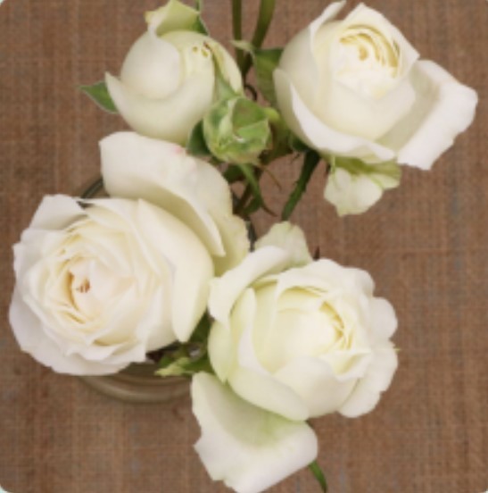 Spray roses Princess Fairy Kiss White 50 A1 TAMBUZI LTD KE comprar al por mayor en M-Flowers