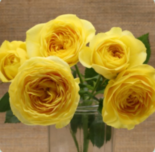 Garden Spray Rose Lemon Pom Pom yellow 50 A1 Tambuzi Limited Kenya buy wholesale on M-Flowers