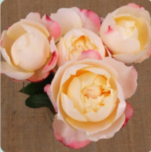 Spray roses Princess Suki multicolor 50 A1 Tambuzi Limited Kenya buy wholesale on M-Flowers