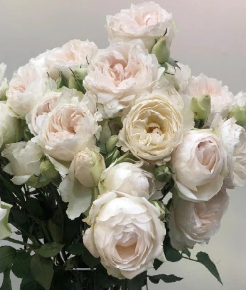 Spray roses Tambuzi White 50 A1 TAMBUZI LTD KE купить оптом на M-Flowers