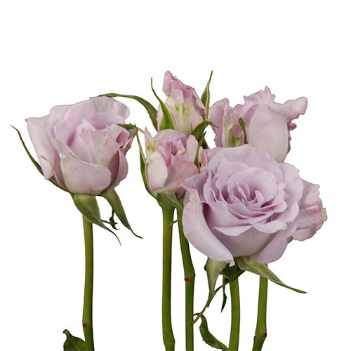 Spray roses Silver Lavender lilac-lavander 50 A1 Tambuzi Limited Kenya buy wholesale on M-Flowers