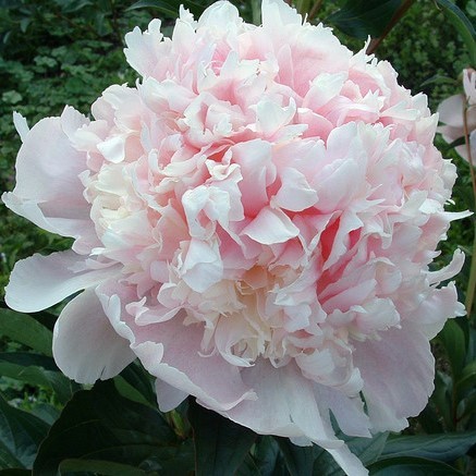Peonies Fairy's Pettycoat 55 A1 My Peony NL comprar al por mayor en M-Flowers