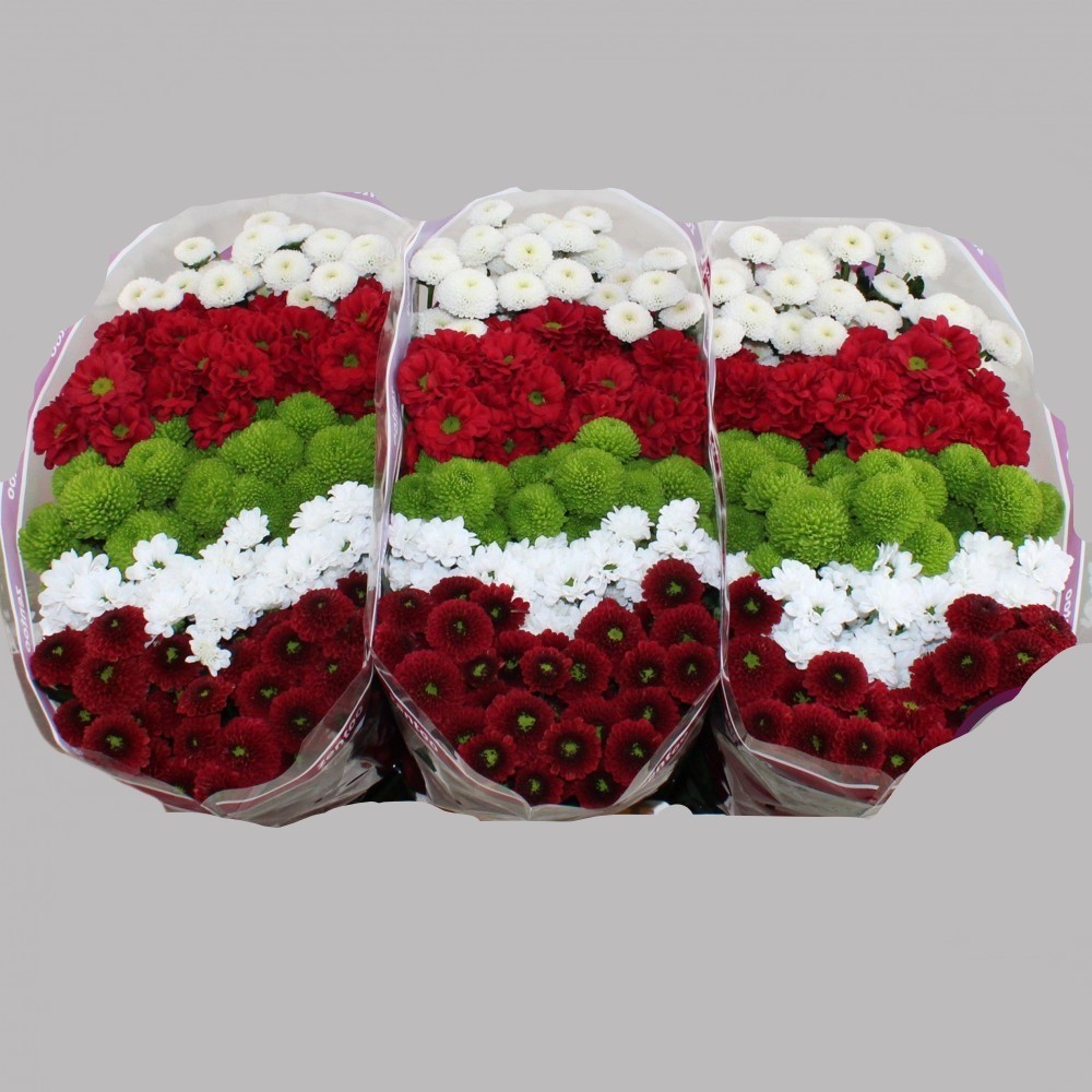 Chr San Mix Mistletoe multicolor 55 A1 Chr San Mix Mistletoe 55 A1 Zentoo NL comprar al por mayor en M-Flowers