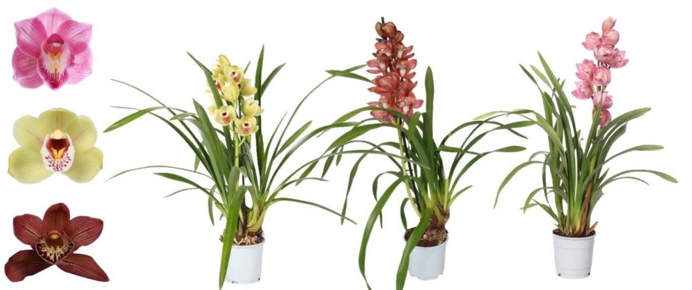 Plants Cymbidium 1st Piccobello Mix14 15 A1 EFT NL buy wholesale on M-Flowers