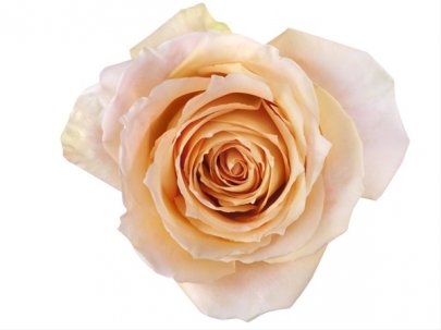 Rose Shukrani peach 60 A1 ROYAL FLOWERS Ecuador buy wholesale on M-Flowers