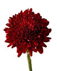 Standard Chrysanthemum Velvet Red red 70 A1 Standard Chrysanthemum Velvet Red 70 A1 Much Flowers EC buy wholesale on M-Flowers