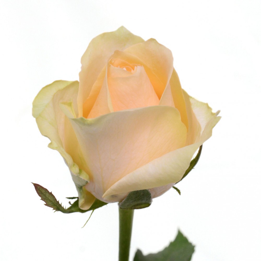 Rose Magic Avalanche 40 A1 SIAN ROSES KE buy wholesale on M-Flowers