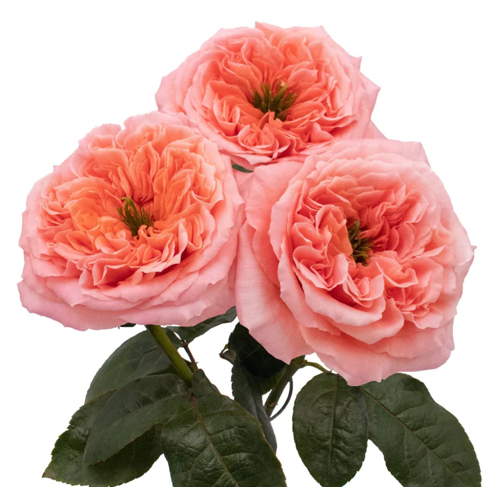 Garden Rose MANDARIN X-PRESSION 40 A1 ROYAL FLOWERS EC buy wholesale on M-Flowers