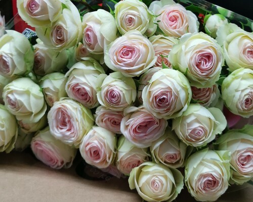 Garden Spray Rose Sweet Gelato 40 A1 SIAN ROSES KE buy wholesale on M-Flowers