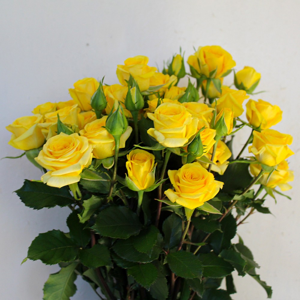 Spray roses Golden Blossom yellow 50 A1 GOLDEN TULIP FARMS LTD Kenya buy wholesale on M-Flowers