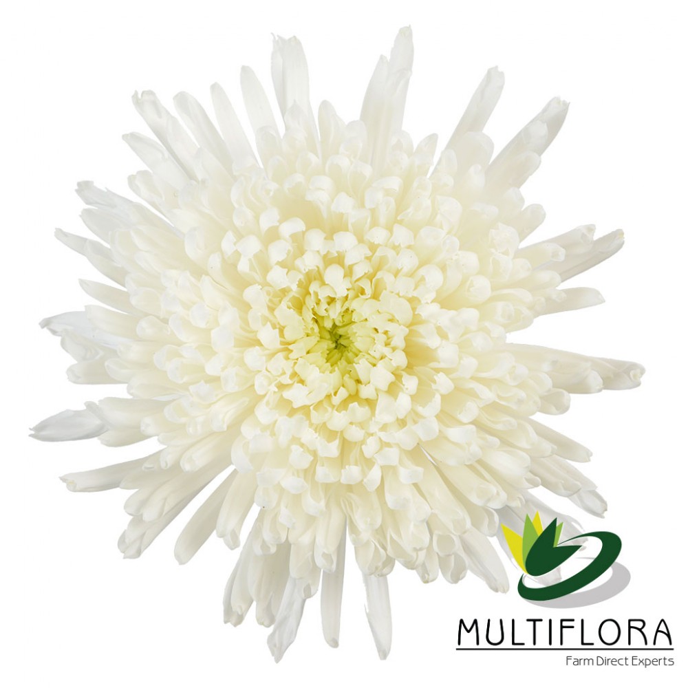 Standard Chrysanthemum Regina White white 70 A1 Multiflora Colombia comprar al por mayor en M-Flowers