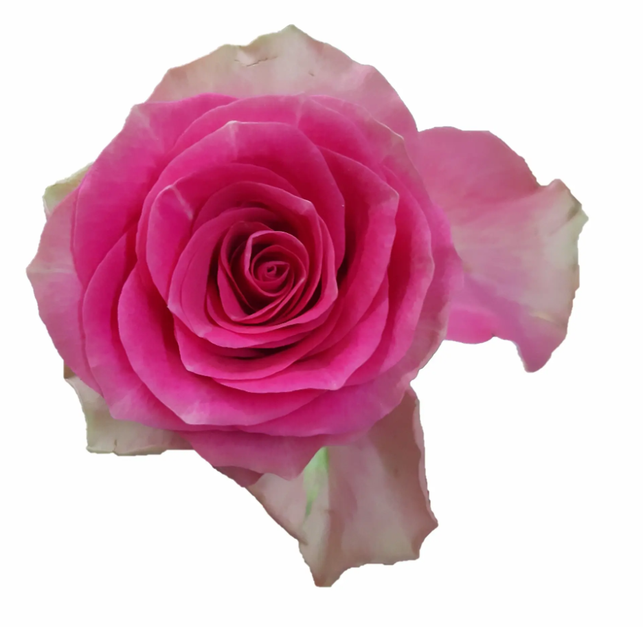 Rose Shiary cerise-salmon 35 A1 PANOCAL INTERNATIONAL LTD Kenya comprar al por mayor en M-Flowers