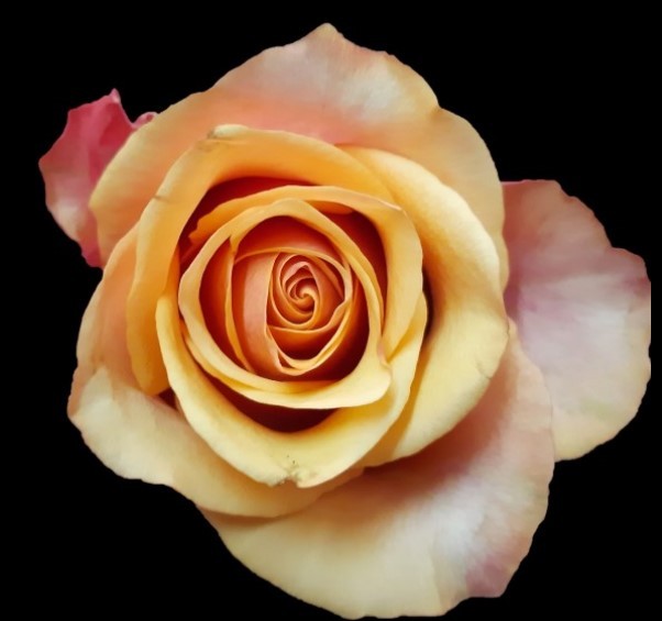 Rose Camaro multicolor 60 A1 Sian Roses Kenya comprar al por mayor en M-Flowers