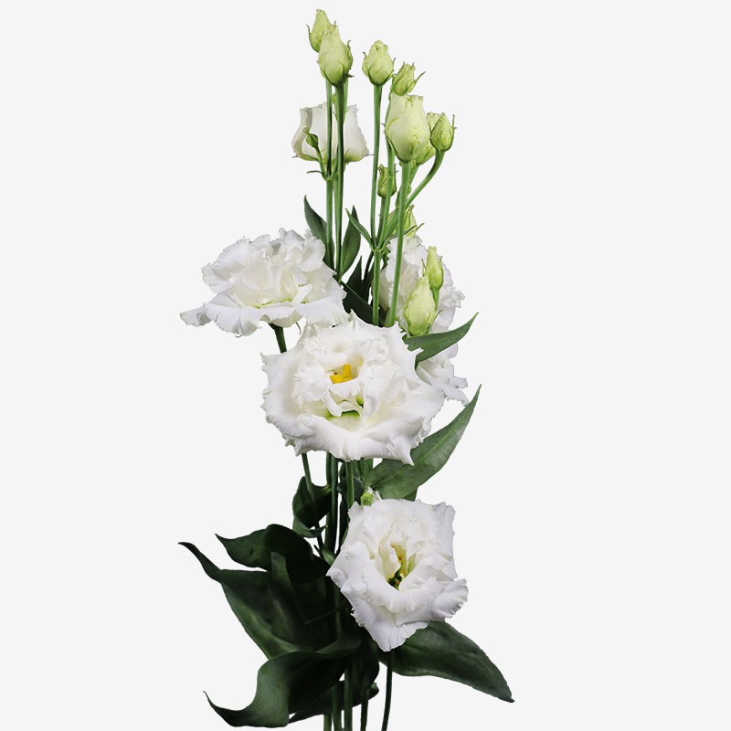 Eustoma Alissa Pure White 72 A1 Lugt NL buy wholesale on M-Flowers
