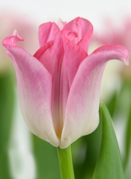 Tulip CO CROWN OF DYNASTY 44 A1 Decorum NL buy wholesale on M-Flowers