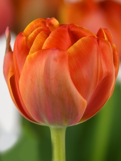 Tulip DU QUEENSDAY 39 A1 Decorum NL buy wholesale on M-Flowers