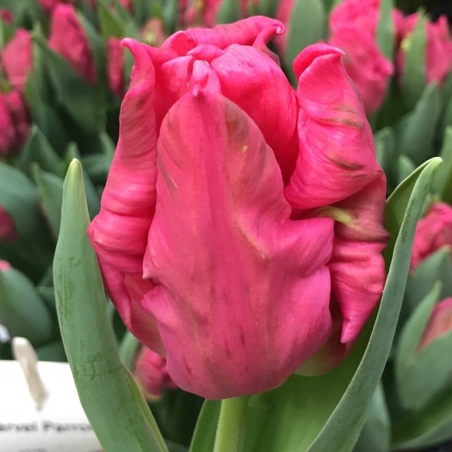 Tulip PA MARVEL PARROT 42 A1 Decorum NL купить оптом на M-Flowers