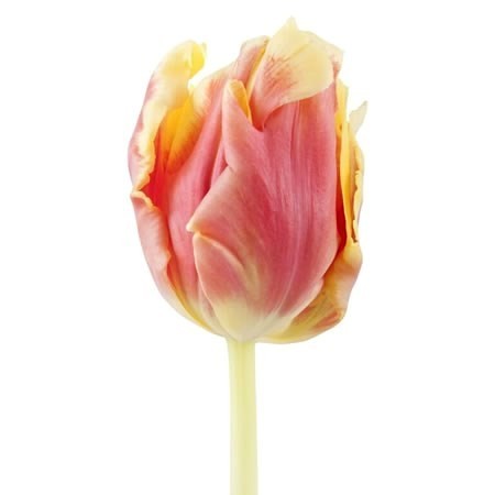 Tulip PA DEE JAY PARROT 46 A1 Decorum NL купить оптом на M-Flowers