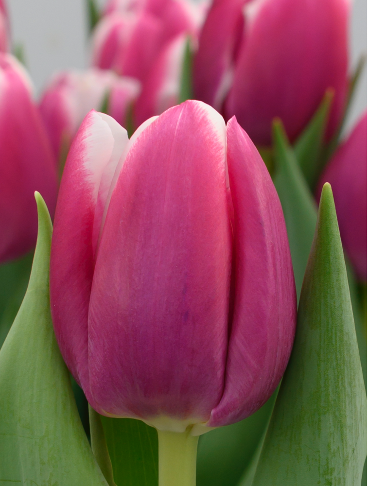 Tulip EN ANGELS SHARE 38 A1 Decorum NL buy wholesale on M-Flowers