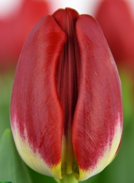 Tulip EN ANTARCTIC FIRE 42 A1 Decorum NL купить оптом на M-Flowers