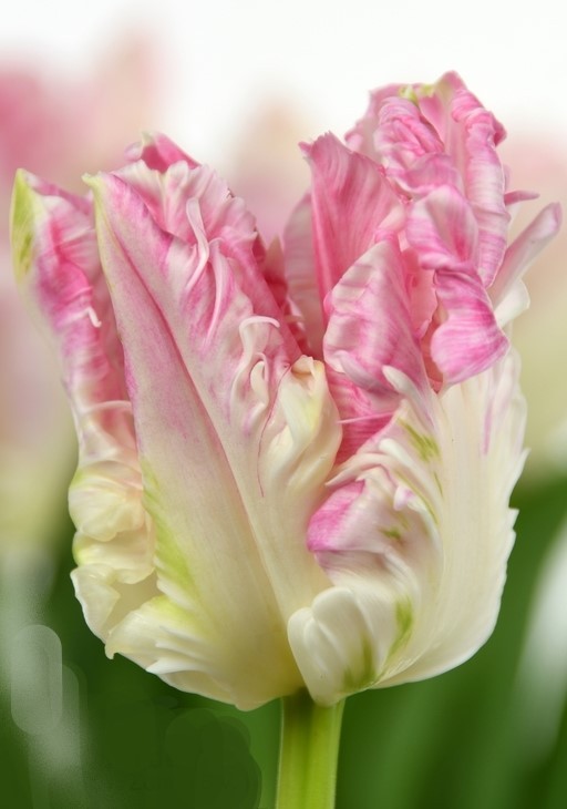 Tulip PA CABANNA 34 A1 Decorum NL buy wholesale on M-Flowers