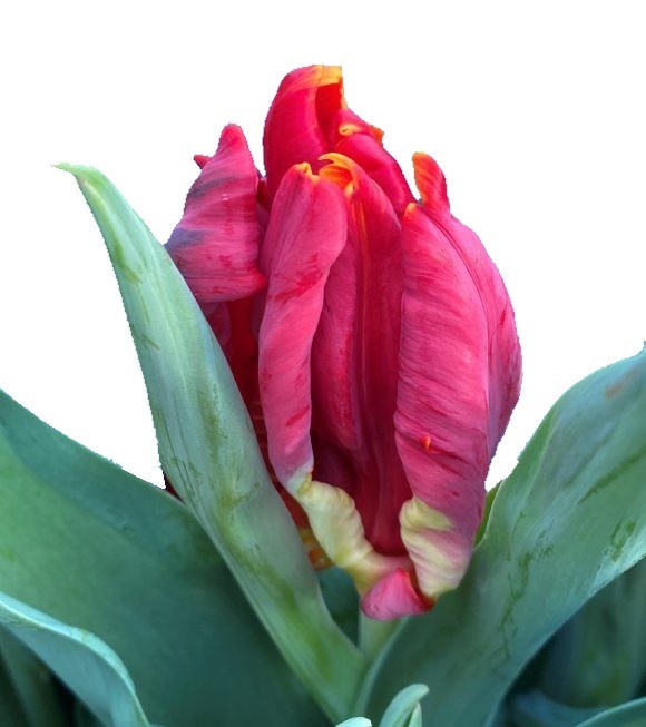 Tulip PA ABRACADABRA 36 A1 Decorum NL buy wholesale on M-Flowers