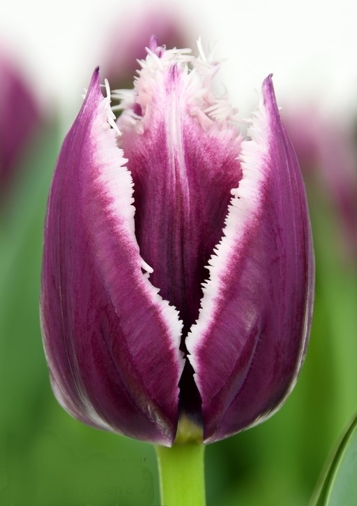 Tulip FR SAN MARTIN multicolor 37 A1 Decorum Netherlands buy wholesale on M-Flowers