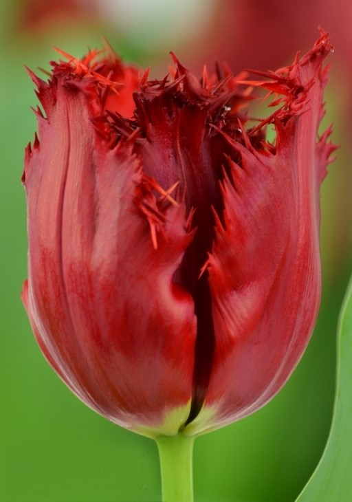 Tulip FR INDIANA red 34 A1 Decorum Netherlands comprar al por mayor en M-Flowers