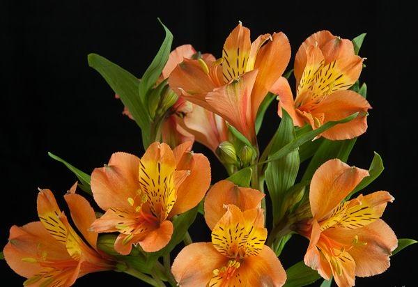 Alstroemeria Pleasure 80 A1 GOLDEN TULIP FARMS LIMITED KE buy wholesale on M-Flowers