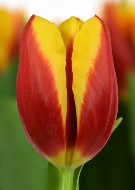 Tulip EN TARZAN 38 A1 Decorum NL buy wholesale on M-Flowers