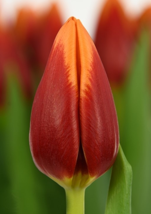 Tulip EN SPIRIT 38 A1 Decorum NL купить оптом на M-Flowers