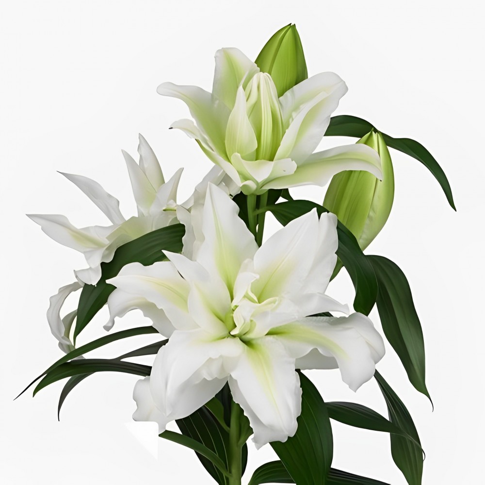 Li Or Du ROSELILY AISHA 3+ white 75 A1 Decorum Netherlands buy wholesale on M-Flowers