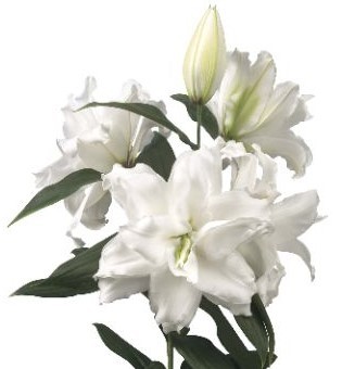 Li Or Du ROSELILY DEJIMA 3+ white 80 A1 Decorum Netherlands купить оптом на M-Flowers